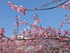 勿来発電所の河津桜